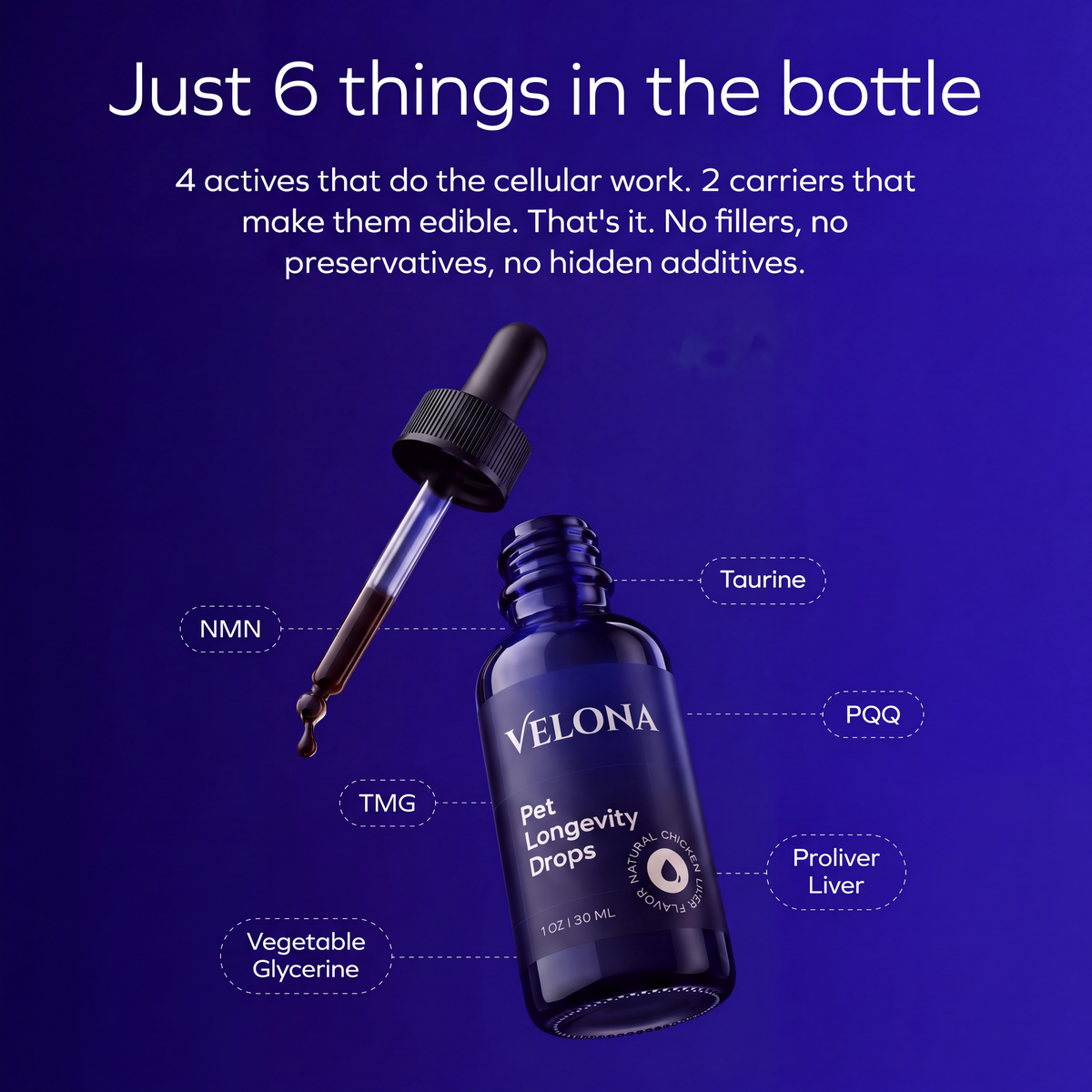Brain Blossom™ by Velona for Dogs
