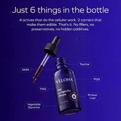 Brain Blossom™ by Velona for Dogs