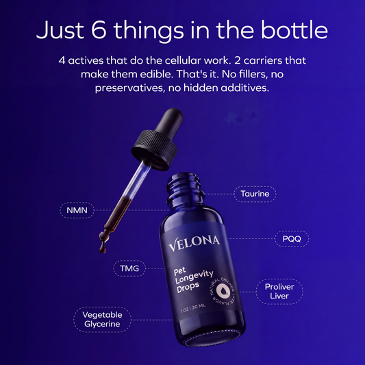 Brain Blossom™ by Velona for Dogs