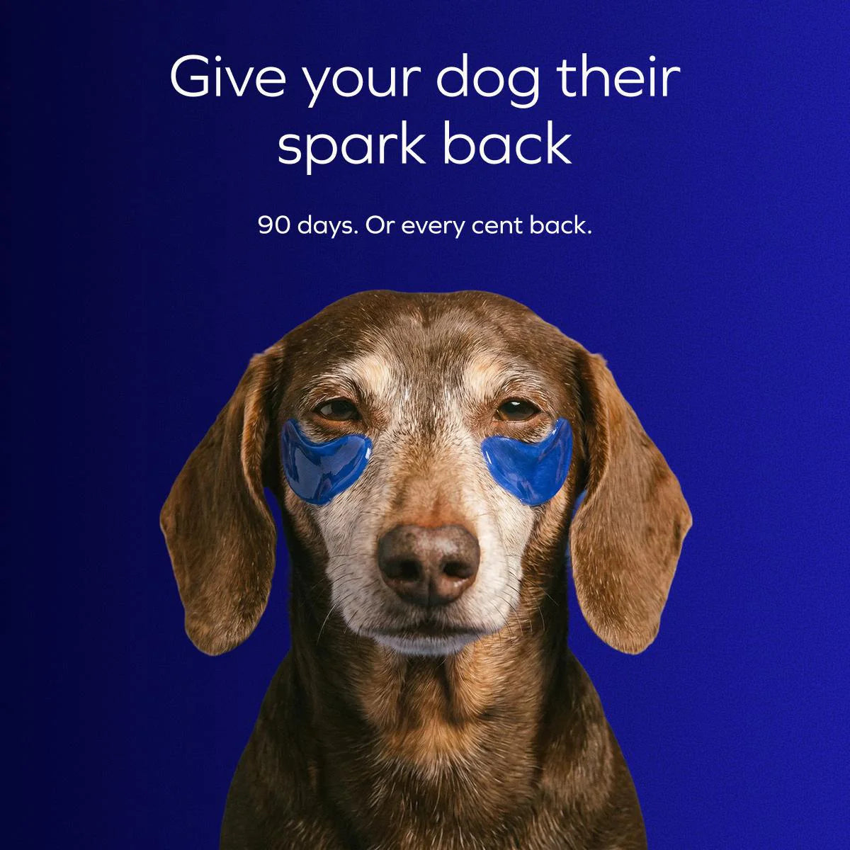 Brain Blossom™ by Velona for Dogs